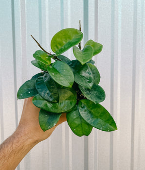 4" Hoya 'Krinkle 8'