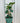 6" Alocasia 'Ivory Coast'