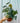 6" Philodendron 'Brandtianum'