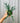 4" Philodendron 'Tortum'