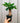 4" Money Tree Stump