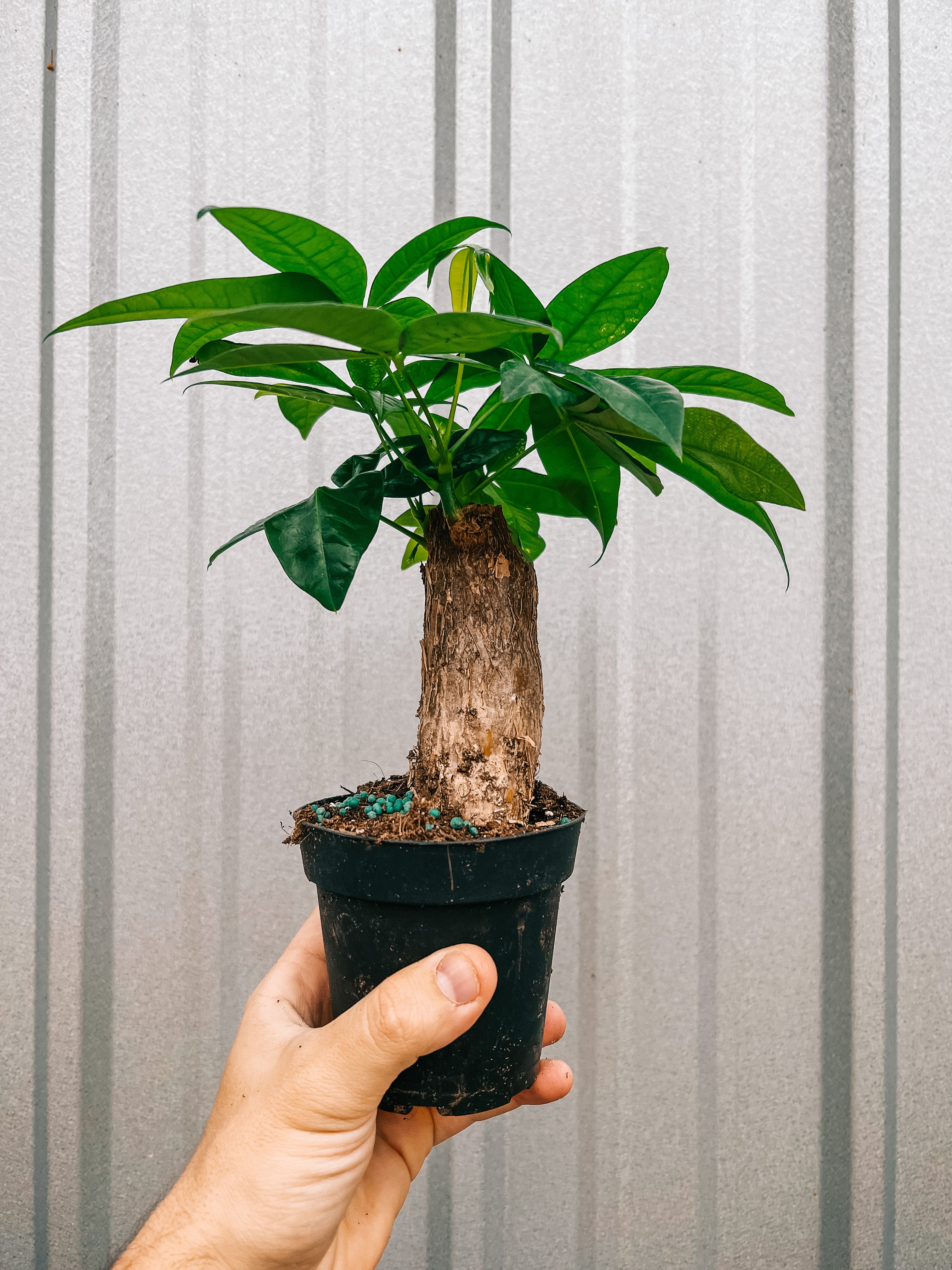 single trunk money tree 4" Money Tree Stump