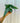 4" Alocasia 'Heterophylla Dragon's Breath'