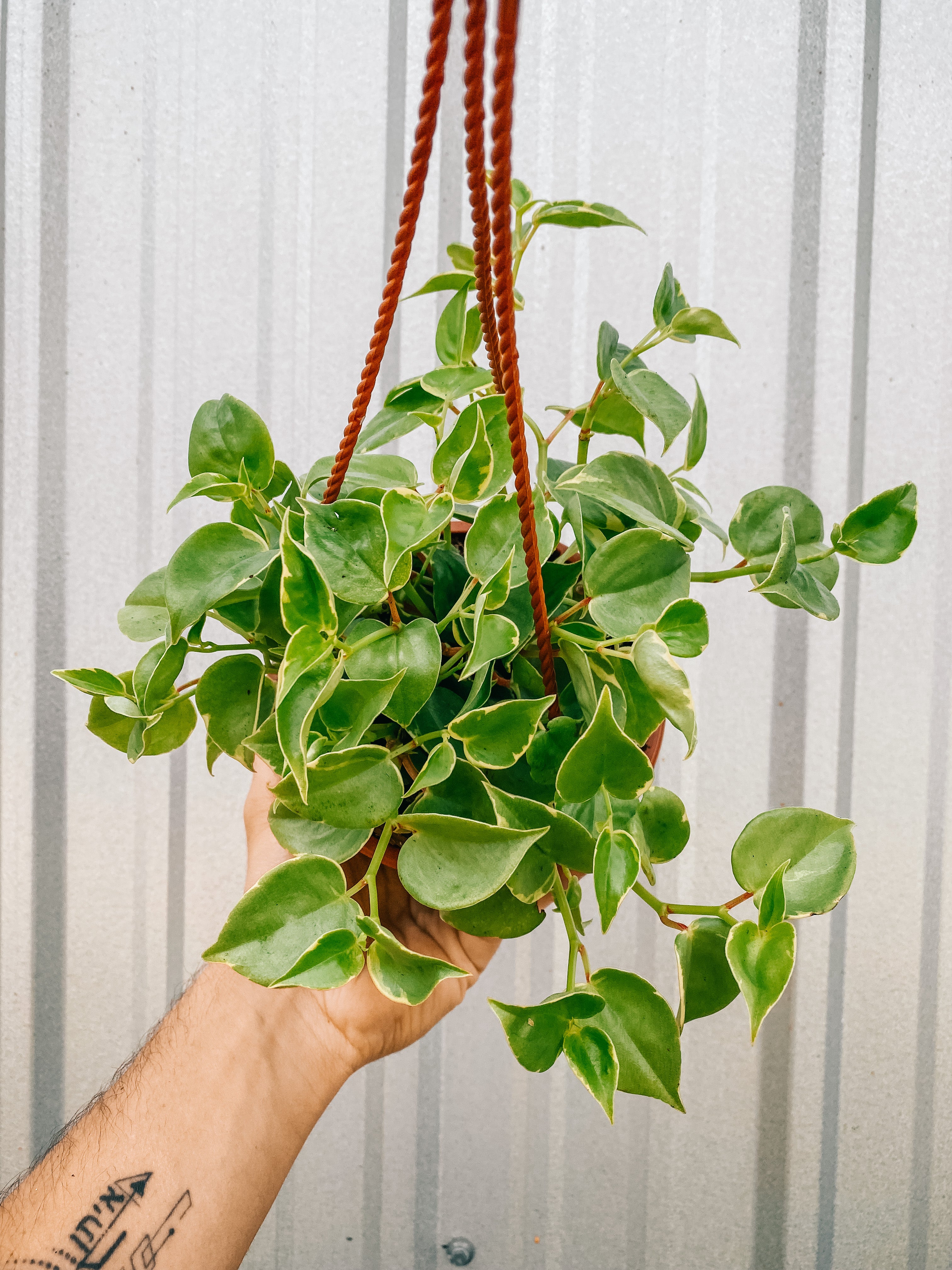 6 Variegated Peperomia 'Cupid' (Hanging Basket) – BWH Plant Co