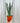 6" Sansevieria 'Bantel’s Sensation'