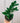 6" Zamioculcas Zamiifolia 'ZZ Plant'