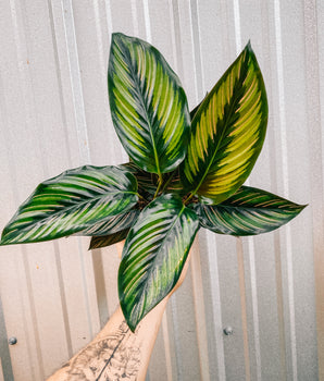 6" Calathea 'Beauty Star'