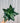 4" Bird's Nest Sansevieria 'Robusta'