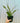 6" Sansevieria 'Moonshine'