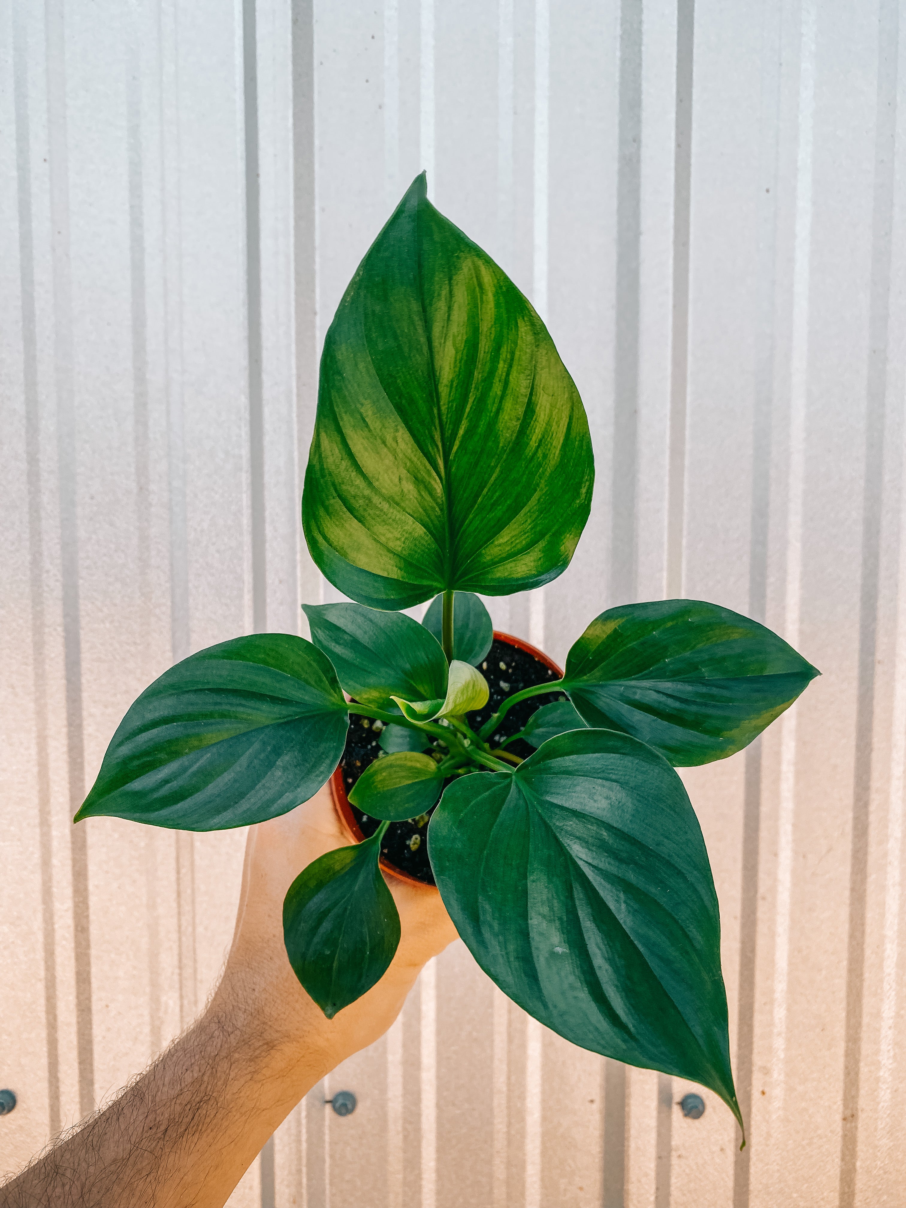 philodendron homalomena emerald gem 4" Homalomena 'Emerald Gem' – BWH Plant Co