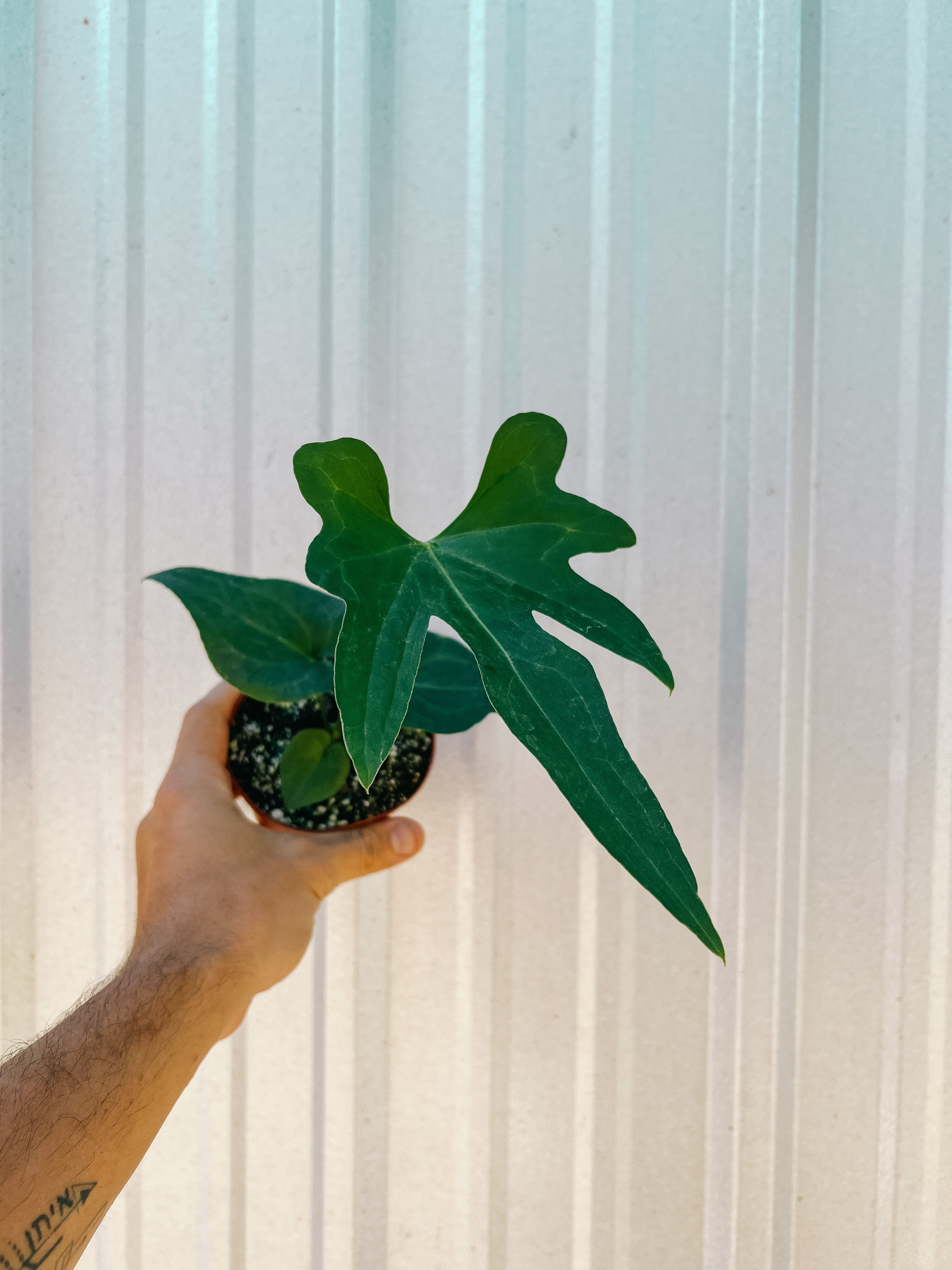 anthurium podophyllum 4" Anthurium 'Podophyllum' – BWH Plant Co