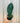 5" Sansevieria Masoniana 'Whale Fin'
