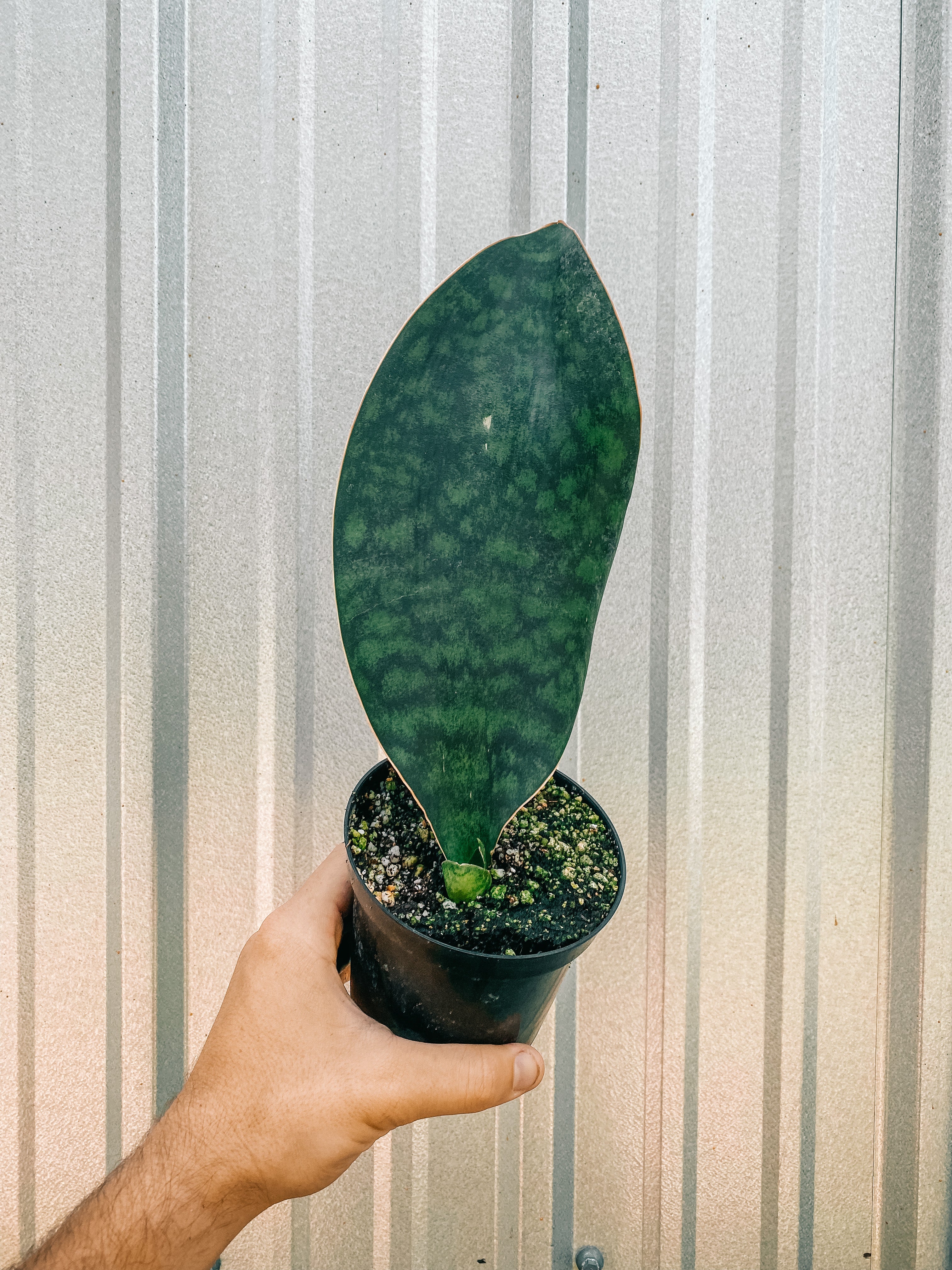 masoniana sansevieria 5" Sansevieria Masoniana 'Whale Fin'