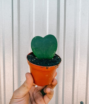 2" Hoya 'Kerrii' (single leaf)
