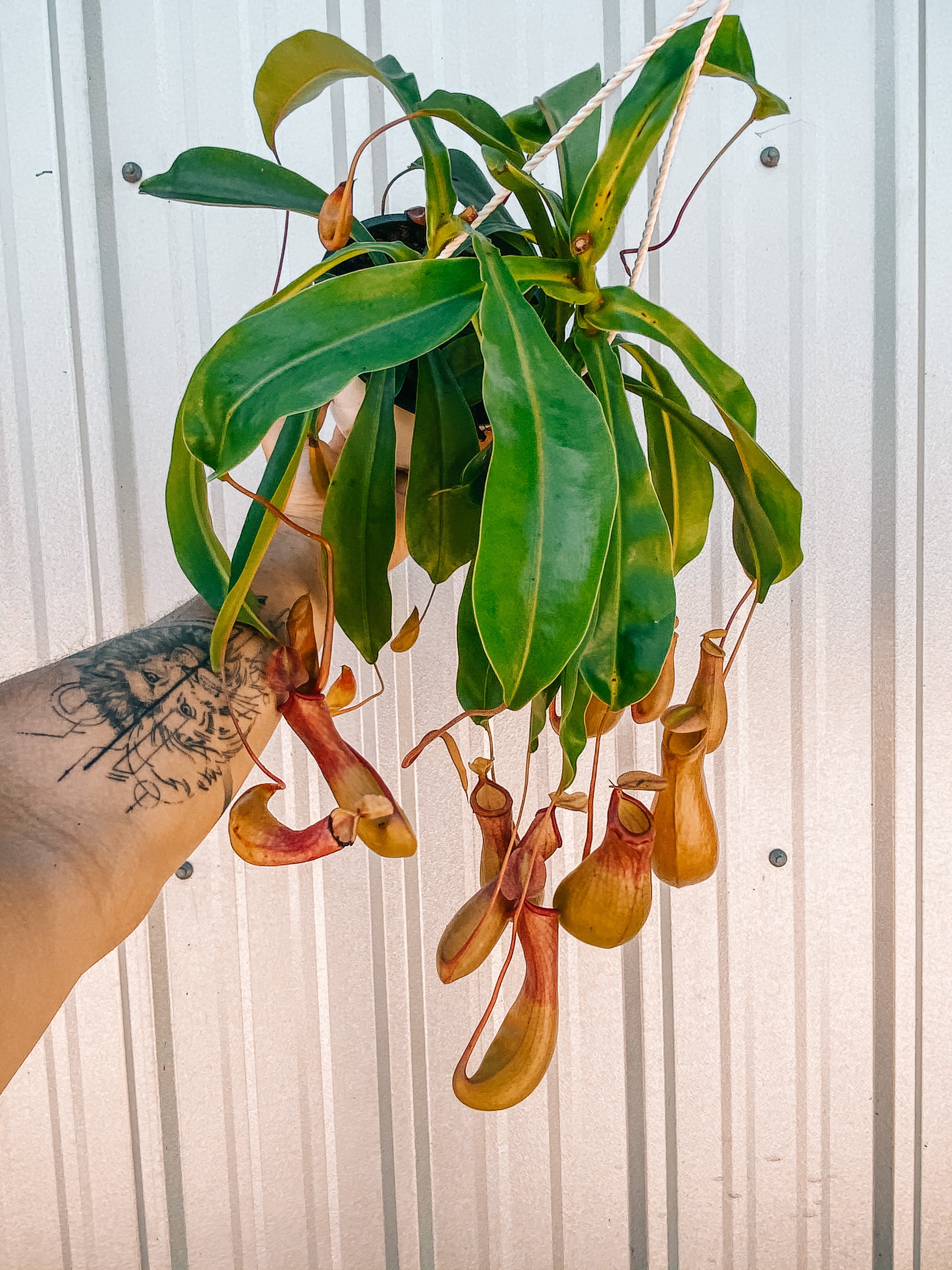 pitcher plant hanging basket 6" Nepenthes x Alata 'Pitcher Plant'