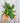 4" Dracaena 'Lemon Lime' Dragon Tree