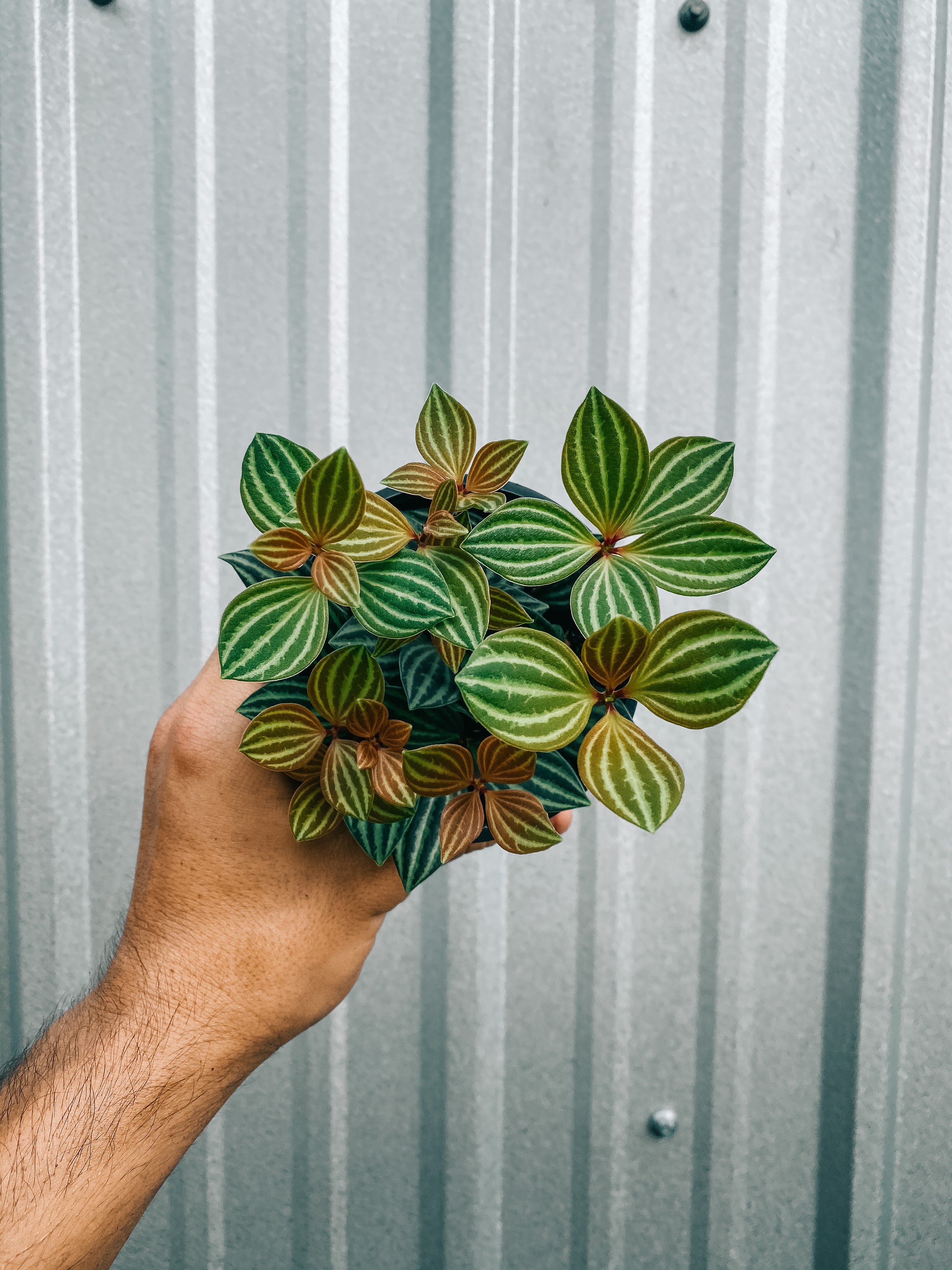 4" Peperomia ‘Stilt’ – BWH Plant Co