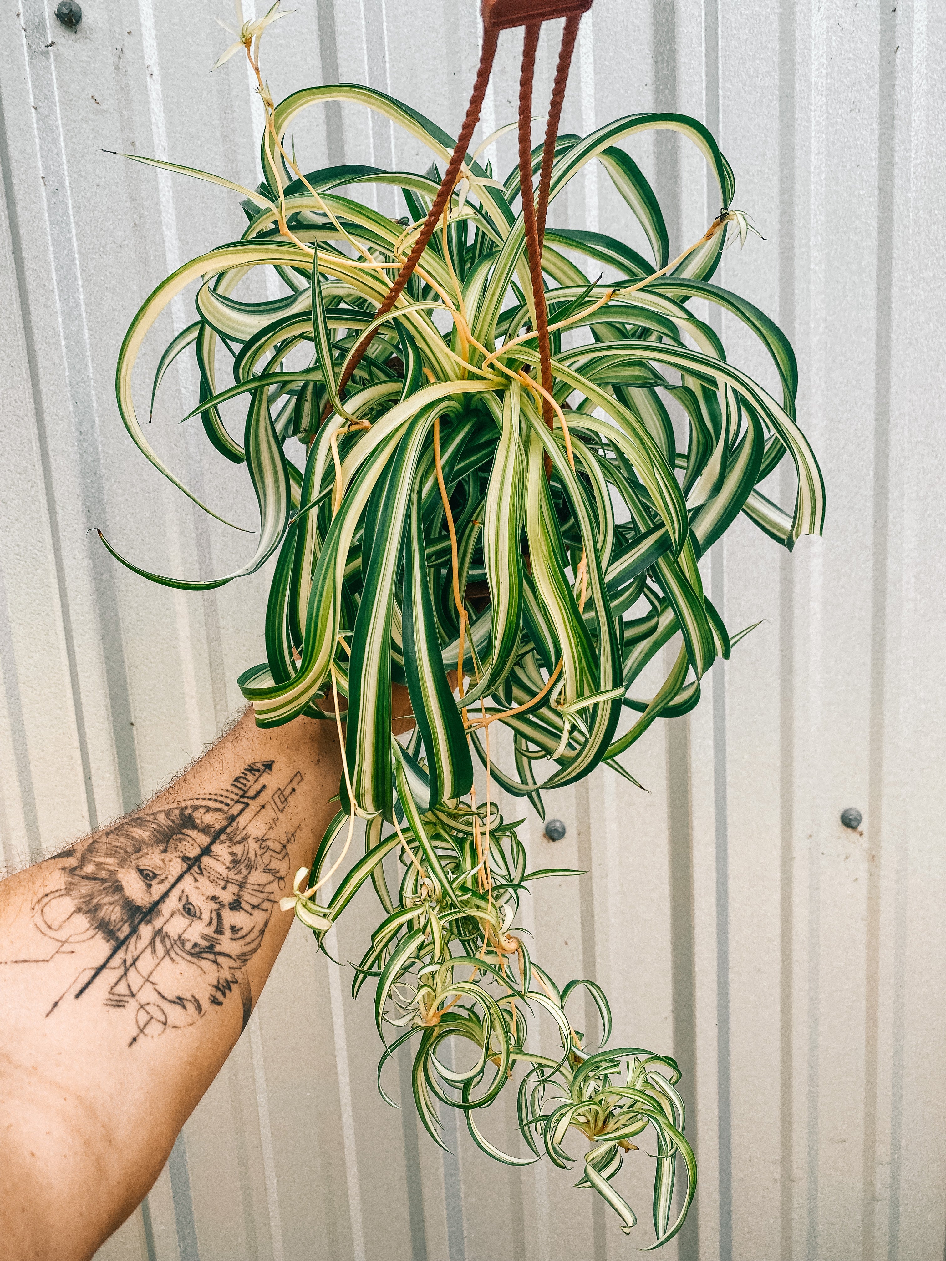 Spider Plants – Beyond Behnkes