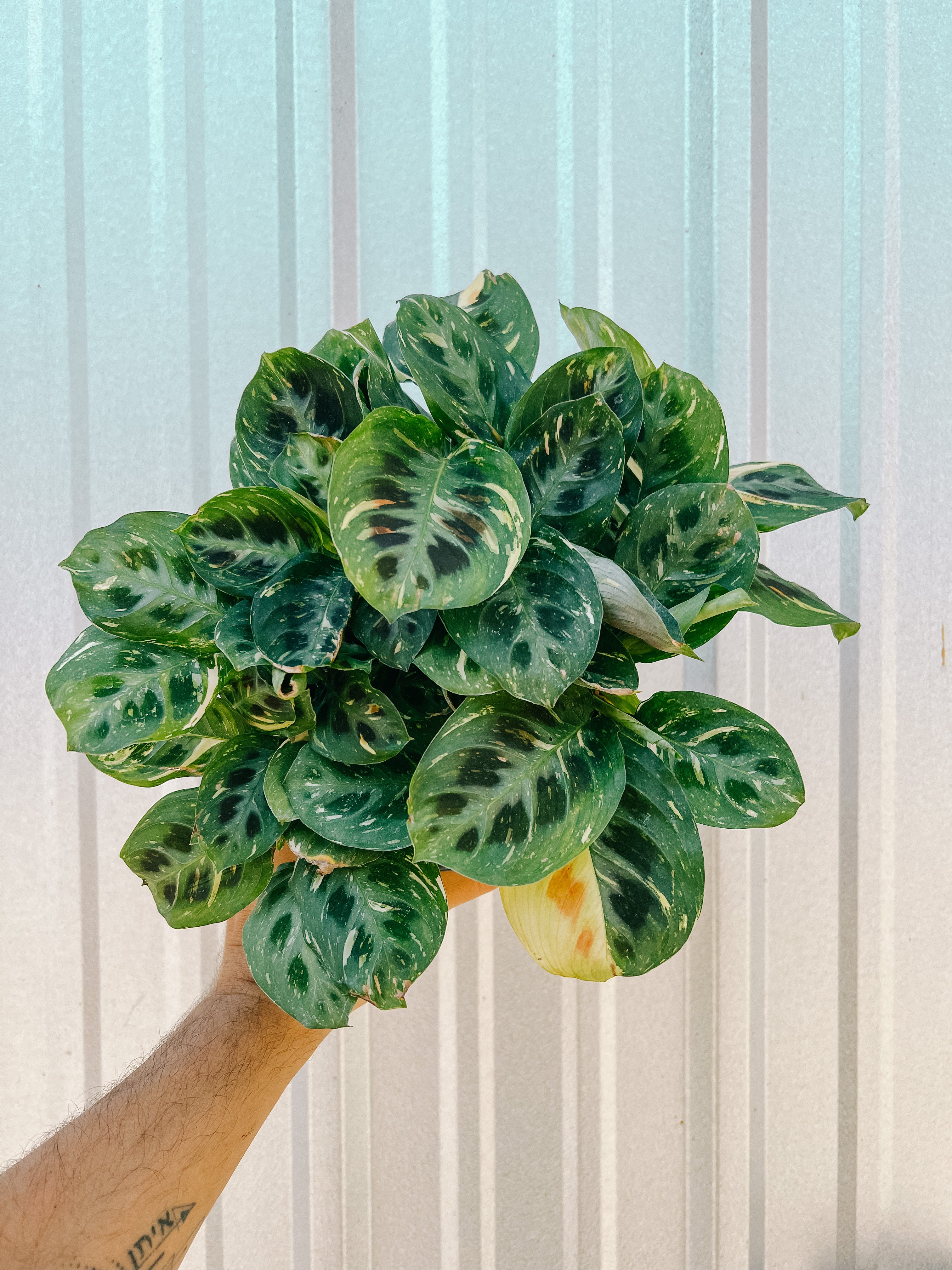 kim prayer plant 6" Variegated Maranta 'Beauty Kim'