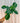 4" Philodendron 'Squamiferum'