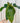 6" Anthurium 'Radicans x Luxurians'