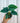 4" Philodendron 'Plowmanii'