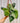 6" Scindapsus 'Jade Satin' (Hanging Basket)