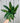 6" Calathea Lancifolia 'Rattlesnake'