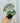 4" Alocasia 'Ivory Coast'