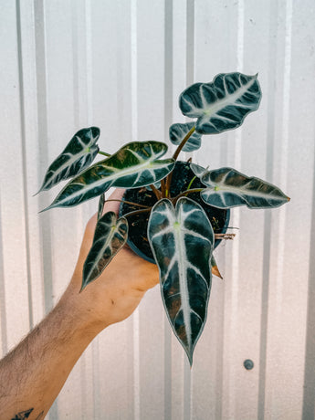 4" Alocasia 'Bambino'