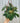 6" Philodendron 'Micans' (Hanging Basket)