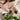 hands holding wipe cleaning pilea peperomioides plant leaves