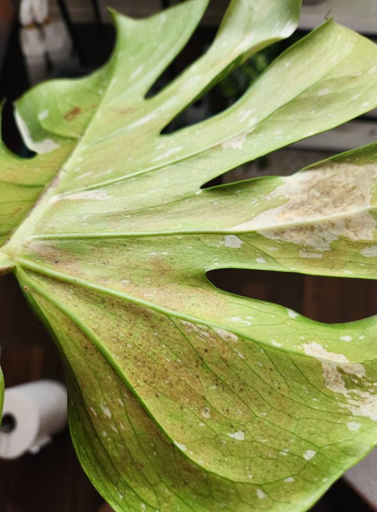 houseplant with thrips