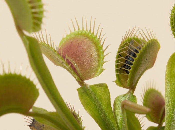 close up of Venus fly trap plant with fly trapped in one
