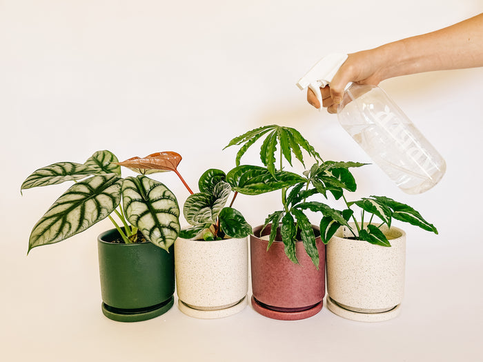 Myth Buster: Must I Mist?