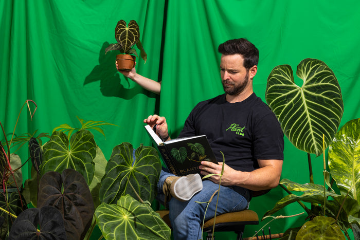 Houseplant Habits: Maintenance Schedules