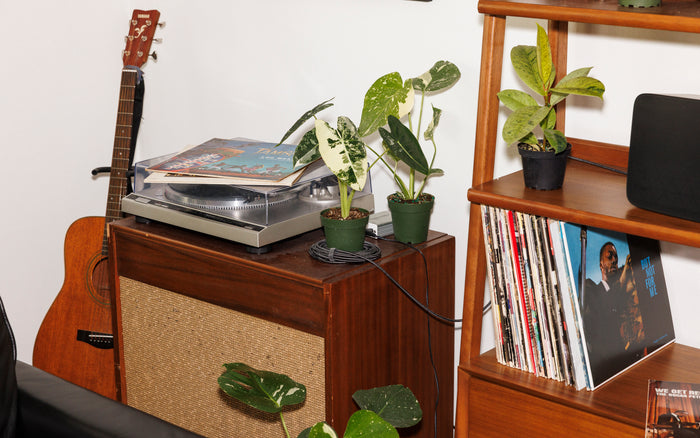 Houseplant Sitting Etiquette