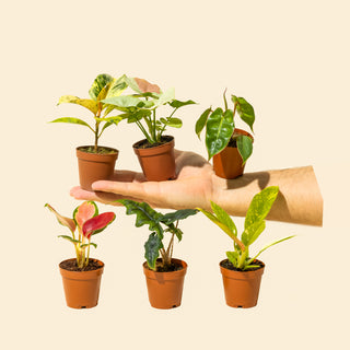 Mini Plant Care: The Complete Guide