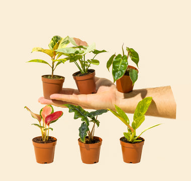 Mini Plant Care: The Complete Guide