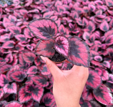 Begonia Care: The Complete Guide