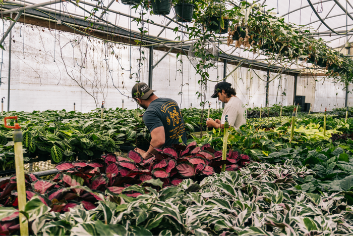 Two people work in a greenhouse under hanging vines.