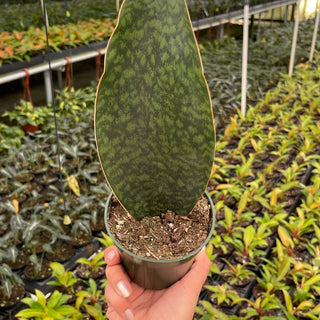 Sansevieria Care: The Complete Guide