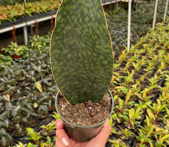 Sansevieria Care: The Complete Guide
