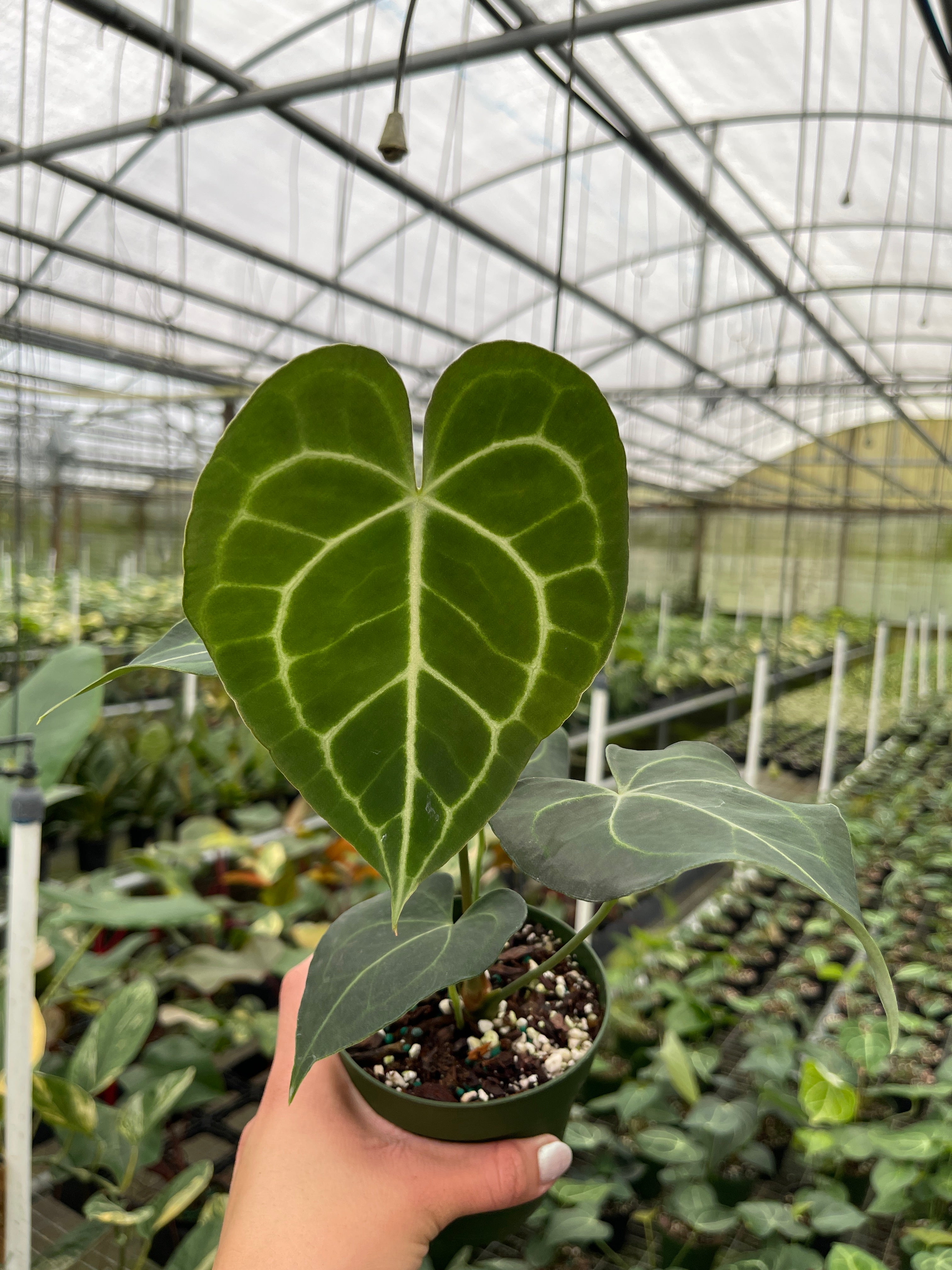 Anthurium Care: The Complete Guide – BWH Plant Co