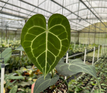 Anthurium Care: The Complete Guide