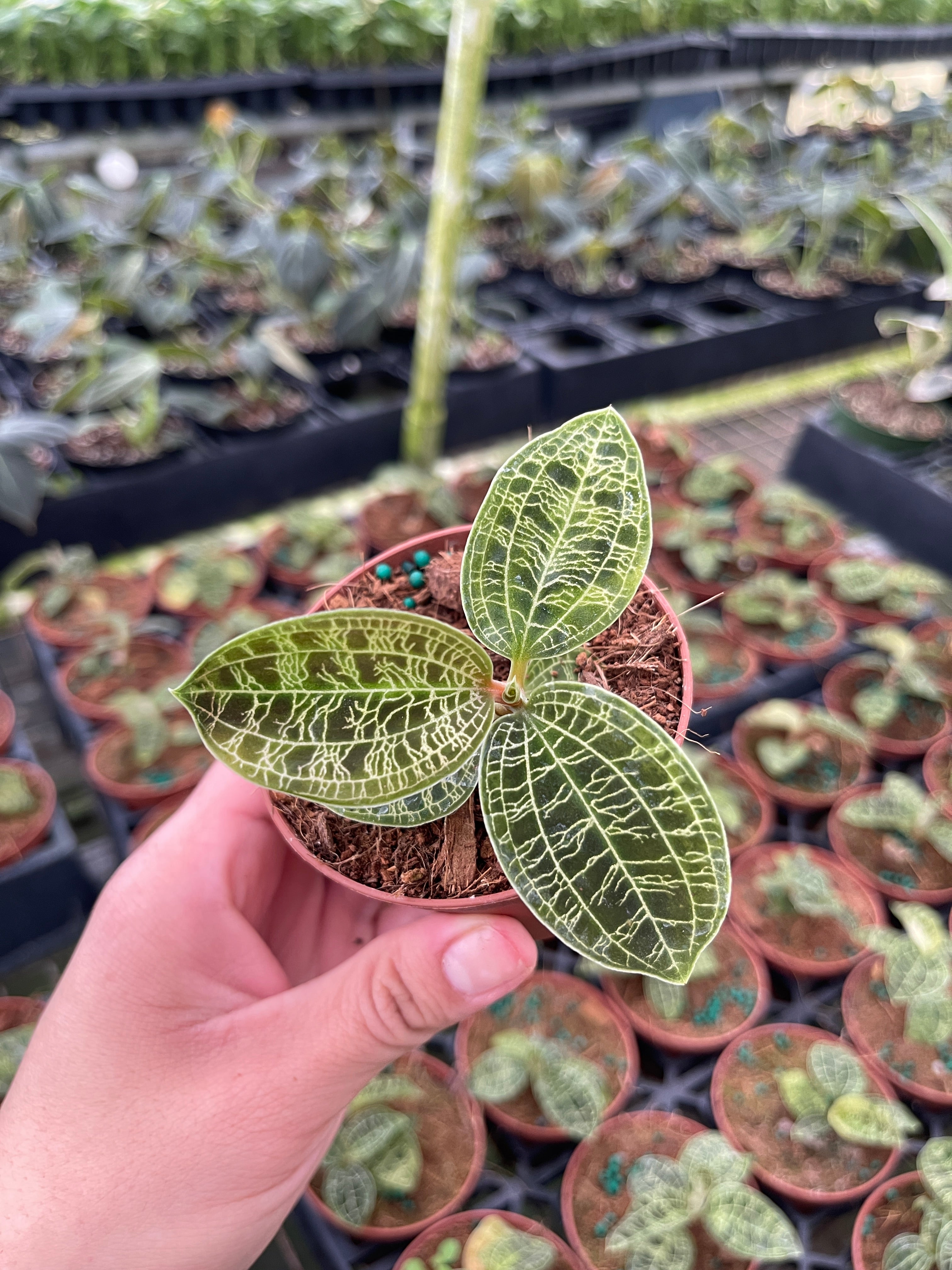Jewel Orchid Care: The Complete Guide – BWH Plant Co