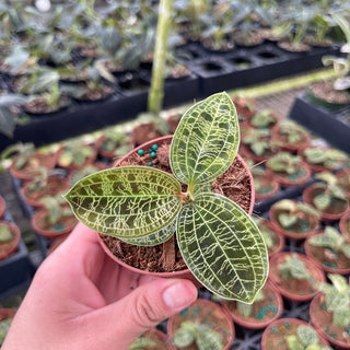 Jewel Orchid Care: The Complete Guide
