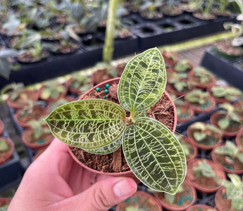 Jewel Orchid Care: The Complete Guide