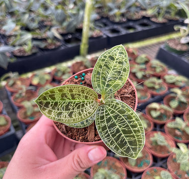 Jewel Orchid Care: The Complete Guide