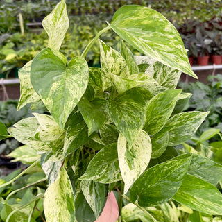 Pothos Care: The Complete Guide